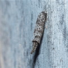Unverified Case moth (Psychidae) at Higgins, ACT - 10 Oct 2025 by AlisonMilton