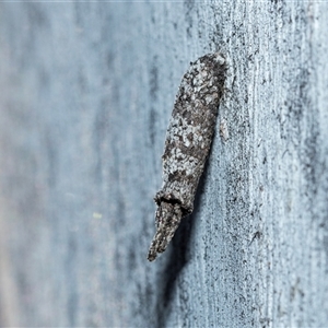 Unverified Case moth (Psychidae) at Higgins, ACT - Today by AlisonMilton