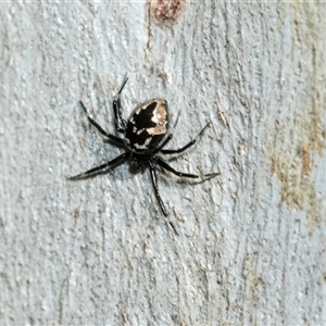 Euryopis sp. (genus) at Bruce, ACT - 10 Oct 2025 08:32 AM