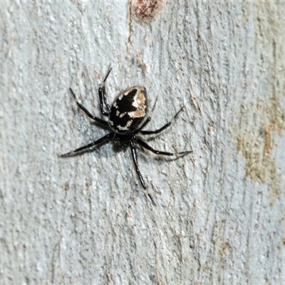 Euryopis sp. (genus) (An ant eating spider) at Bruce, ACT - 10 Oct 2025 by AlisonMilton