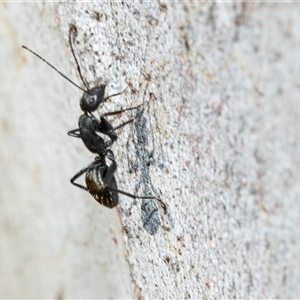 Camponotus aeneopilosus (A Golden-tailed sugar ant) at Higgins, ACT - Today by AlisonMilton