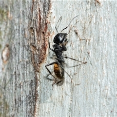 Camponotus aeneopilosus (A Golden-tailed sugar ant) at Bruce, ACT - Today by AlisonMilton