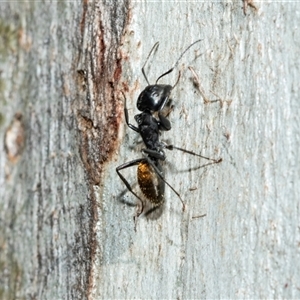 Camponotus aeneopilosus (A Golden-tailed sugar ant) at Bruce, ACT - Today by AlisonMilton