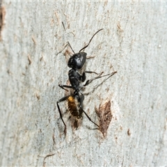 Camponotus aeneopilosus at Bruce, ACT - 10 Oct 2025 08:32 AM