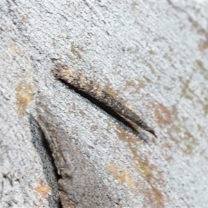 Conoeca guildingi (A case moth) at Bruce, ACT - Today by AlisonMilton