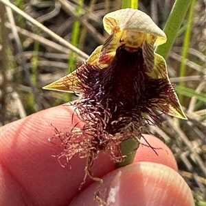 Calochilus platychilus at Cook, ACT - Today by lbradley