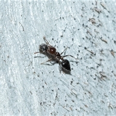 Crematogaster sp. (genus) (Acrobat ant, Cocktail ant) at Bruce, ACT - Today by AlisonMilton