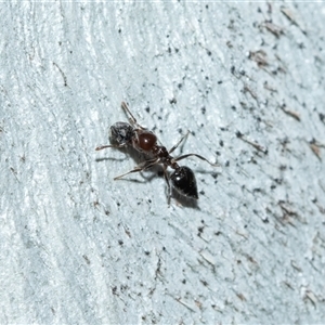 Crematogaster sp. (genus) (Acrobat ant, Cocktail ant) at Bruce, ACT - Today by AlisonMilton