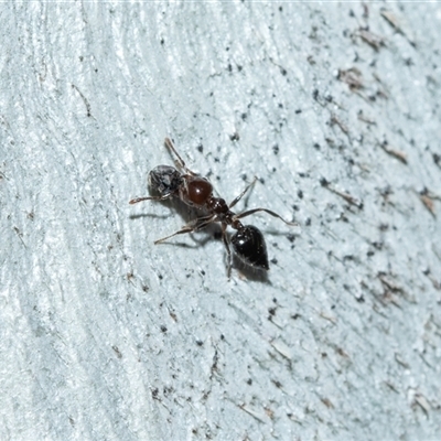 Crematogaster sp. (genus) (Acrobat ant, Cocktail ant) at Bruce, ACT - Today by AlisonMilton