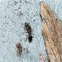 Crematogaster sp. (genus) at Bruce, ACT - 10 Oct 2025 08:33 AM