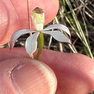 Caladenia moschata at Cook, ACT - Today by lbradley