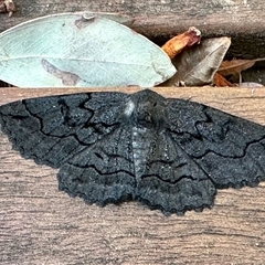 Melanodes anthracitaria (Black Geometrid) at Aranda, ACT - Today by KMcCue