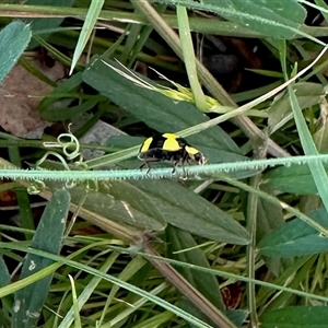 Illeis galbula at Aranda, ACT - Today by KMcCue