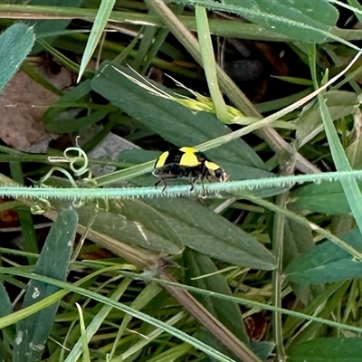 Illeis galbula (Fungus-eating Ladybird) at Aranda, ACT - Today by KMcCue