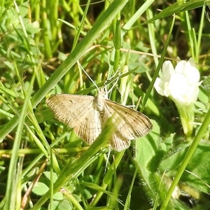 Scopula rubraria at Aranda, ACT - Today by KMcCue