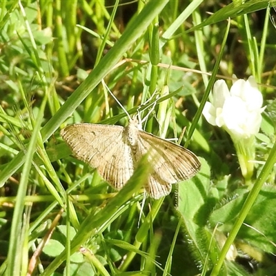Scopula rubraria (Reddish Wave, Plantain Moth) at Aranda, ACT - Today by KMcCue