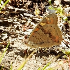 Junonia villida (Meadow Argus) at Aranda, ACT - 10 Oct 2025 by KMcCue
