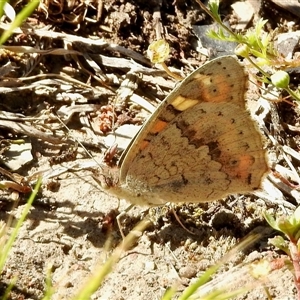 Junonia villida at Aranda, ACT - Today by KMcCue