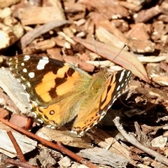 Vanessa kershawi (Australian Painted Lady) at Aranda, ACT - 10 Oct 2025 by KMcCue