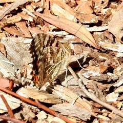 Vanessa kershawi at Aranda, ACT - 10 Oct 2025 01:54 AM