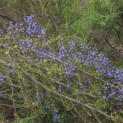 Comesperma volubile (Love Creeper) at Hawker, ACT - 8 Oct 2025 by pinnaCLE
