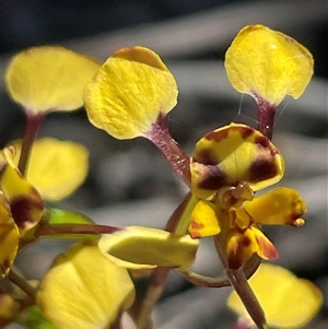 Diuris chryseopsis at Strathnairn, ACT - Today by Clarel