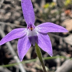 Glossodia major at Strathnairn, ACT - Today by Clarel