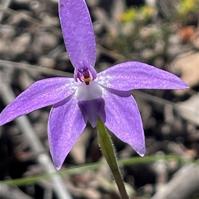 Glossodia major (Wax Lip Orchid) at Strathnairn, ACT - Today by Clarel