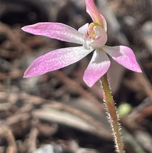 Caladenia fuscata at Strathnairn, ACT - Today by Clarel
