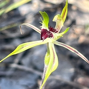 Caladenia atrovespa at Bruce, ACT - Today by Clarel