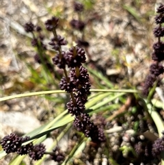 Lomandra multiflora (Many-flowered Matrush) at Bruce, ACT - 10 Oct 2025 by JVR