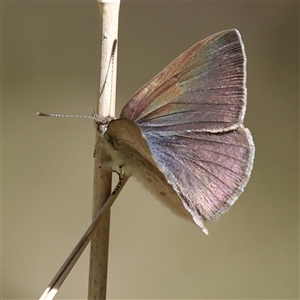 Erina hyacinthina at Uriarra Village, ACT - Today by ChrisChapman