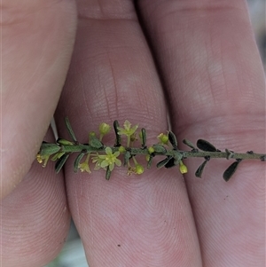 Phyllanthus hirtellus at O'Connor, ACT - 8 Oct 2025 by HelenCross