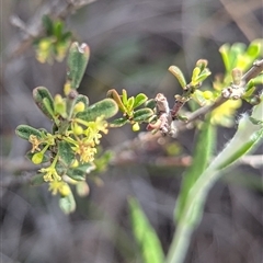 Phyllanthus occidentalis at O'Connor, ACT - 8 Oct 2025 02:56 PM