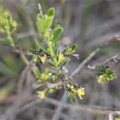 Phyllanthus occidentalis at O'Connor, ACT - 8 Oct 2025 02:56 PM