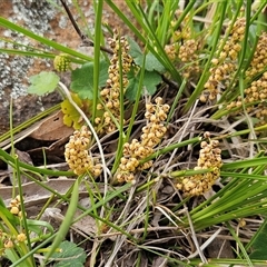 Lomandra filiformis subsp. coriacea (Wattle Matrush) at Hawker, ACT - 7 Oct 2025 by sangio7