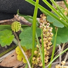 Hydrocotyle laxiflora (Stinking Pennywort) at Hawker, ACT - 7 Oct 2025 by sangio7