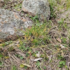 Hydrocotyle laxiflora at Hawker, ACT - 7 Oct 2025 09:53 AM