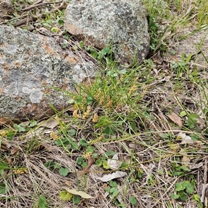 Hydrocotyle laxiflora at Hawker, ACT - 7 Oct 2025 09:53 AM