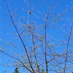 Unverified Other Birds at Strathnairn, ACT - Yesterday by Rosie