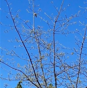 Unverified Other Birds at Strathnairn, ACT - Yesterday by Rosie