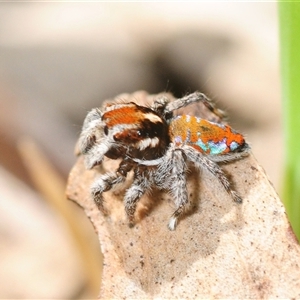 Maratus calcitrans at Hall, ACT - Yesterday by Harrisi
