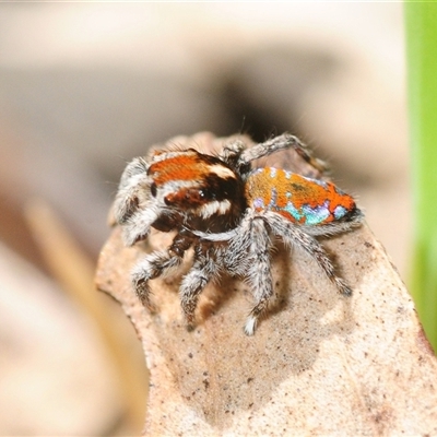 Maratus calcitrans (Kicking peacock spider) at Hall, ACT - Yesterday by Harrisi