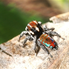 Maratus calcitrans at Hall, ACT - suppressed