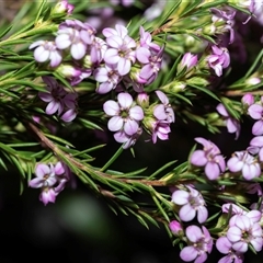 Coleonema pulchellum (Diosma) at Bruce, ACT - 10 Oct 2025 by AlisonMilton