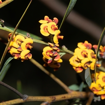 Daviesia sp. (Bitter-pea) at Bruce, ACT - 10 Oct 2025 by AlisonMilton