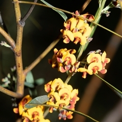 Daviesia sp. at Bruce, ACT - 10 Oct 2025 08:36 AM