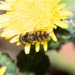 Melangyna viridiceps (Hover fly) at Bruce, ACT - 10 Oct 2025 by AlisonMilton