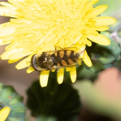Melangyna viridiceps (Hover fly) at Bruce, ACT - 10 Oct 2025 by AlisonMilton