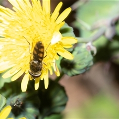 Melangyna viridiceps at Bruce, ACT - 10 Oct 2025 08:37 AM